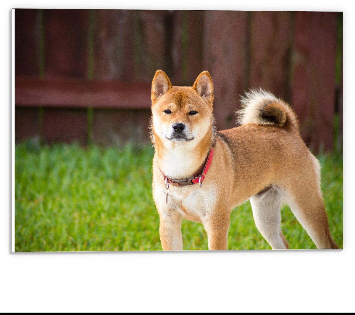 Forex - Shiba Inu Hond met Gras - 40x30cm Foto op Forex