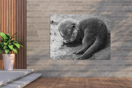 Décoration murale extérieure Un bébé loutre regarde timidement vers la caméra - noir et blanc - 160x120 cm