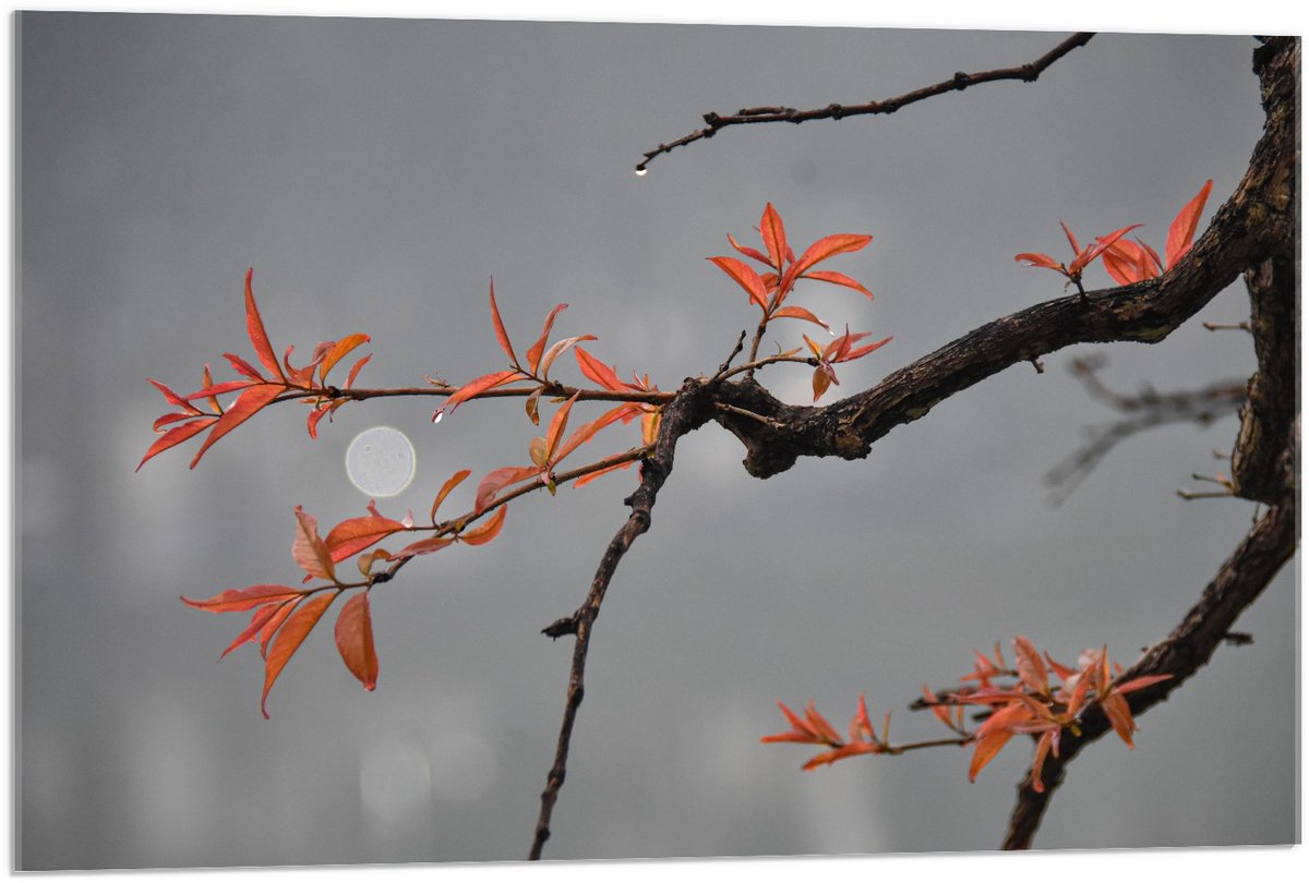 KuijsFotoprint Acrylglas - Tak met Oranje Blaadjes en Volle Maan op de Achtergrond - 90x60cm Foto op Acrylglas (Wanddecoratie op Acrylglas) Bruin
