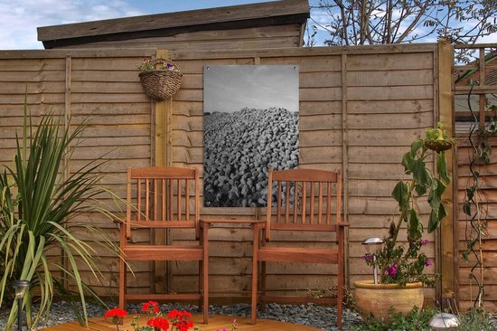 Décoration de jardin Un gros tas de betteraves sucrières - noir et blanc - 40x60 cm - Affiche jardin - Toile jardin - Affiche extérieur