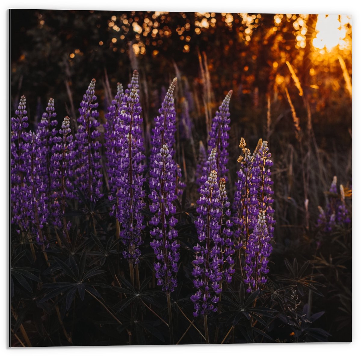 Dibond - Lupinus perennis Bloemen Paars met Zon - 50x50cm Foto op Aluminium (Met Ophangsysteem)