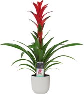 Bloem van Botanicly – Guzmania in witte ELHO plastic pot als set – Hoogte: 60 cm – Guzmania Ostara