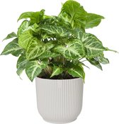 FloraExpert - Syngonium - 25 Cm - Ø 14