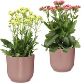 Hellogreen Kamerplant - Set van 2 - Sunny Pink en White Kalanchoë - 40 cm - in ELHO Vibes Fold sierpot (delicaat roze)