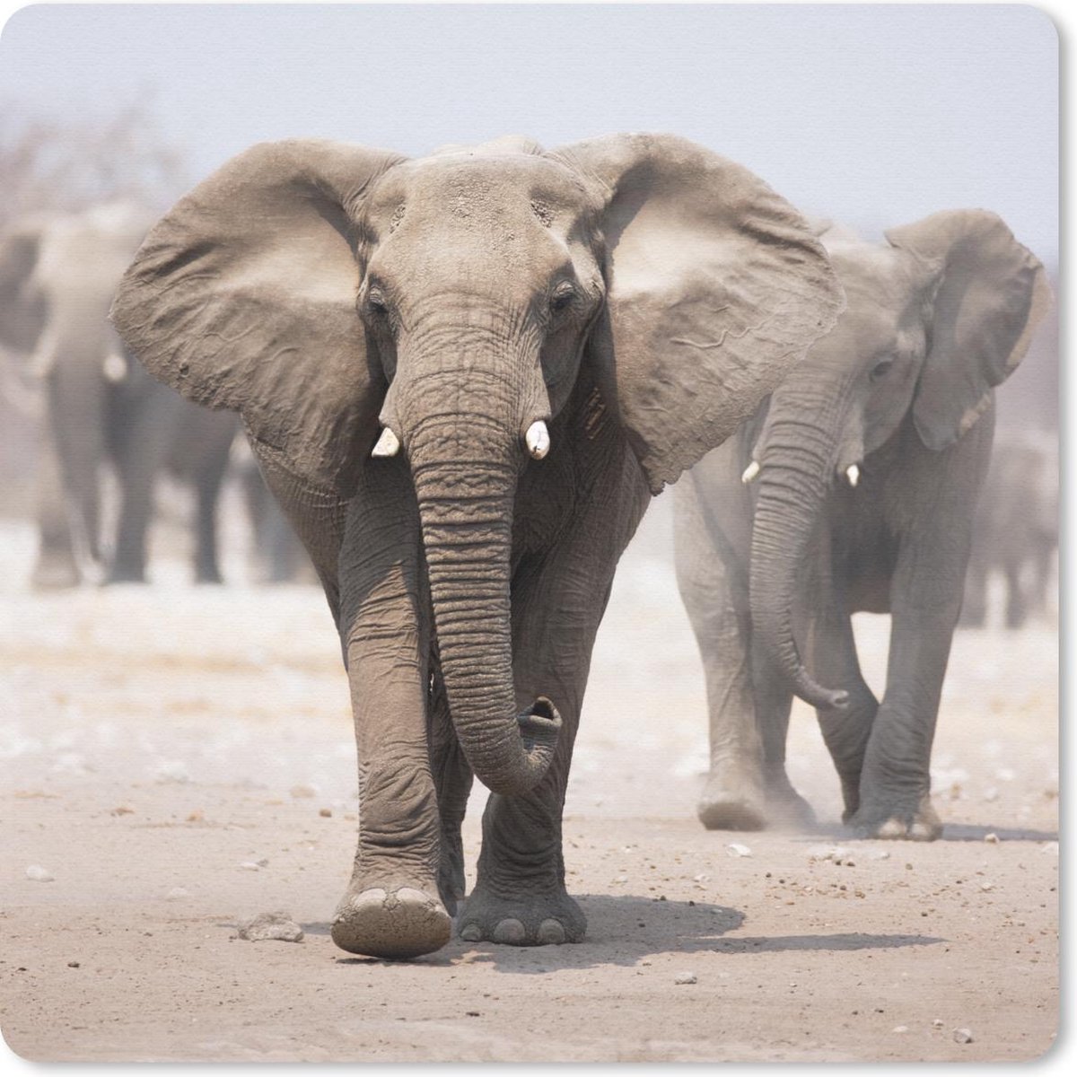 Muismat 30x30 cm - Mousepad Olifant - Poten - Stof - Muismatten