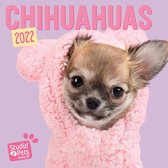 Chihuahuas Studio Pets Kalender 2022