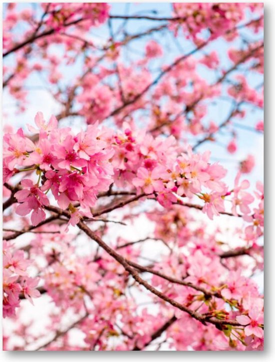 Roze Bloesem met een Blauwe Lucht | Forex Staand | Besteposter | Landschap | Natuur | Bloemen