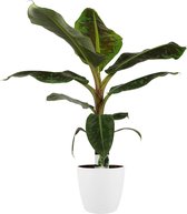 Decorum Musa Dwarf Cavendish - Kamerplant - Bananenplant - Met Elho® Brussels Bloempot Wit  - 80cm