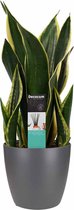 FloraExpert - Sansevieria - 55 Cm - Ø 17