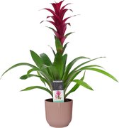 FloraExpert - Guzmania - 60 Cm - Ø 14