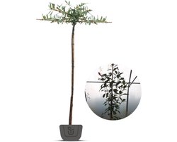 Daklaurier | Dakboom | Stamomtrek: 10-12 cm | Stamhoogte: 210/230 cm