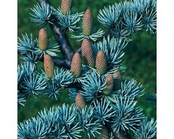 Plants Online BV - Planten - Haagplanten - Coniferen - Tuinplanten - Sier coniferen - Set van 1 - Libanon Ceder 'Glauca'