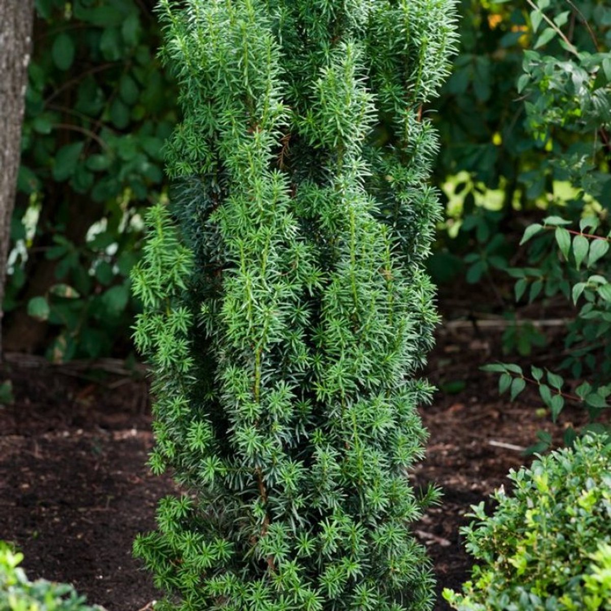 Taxus baccata 'Cappenberg' C3.5 50-60 cm