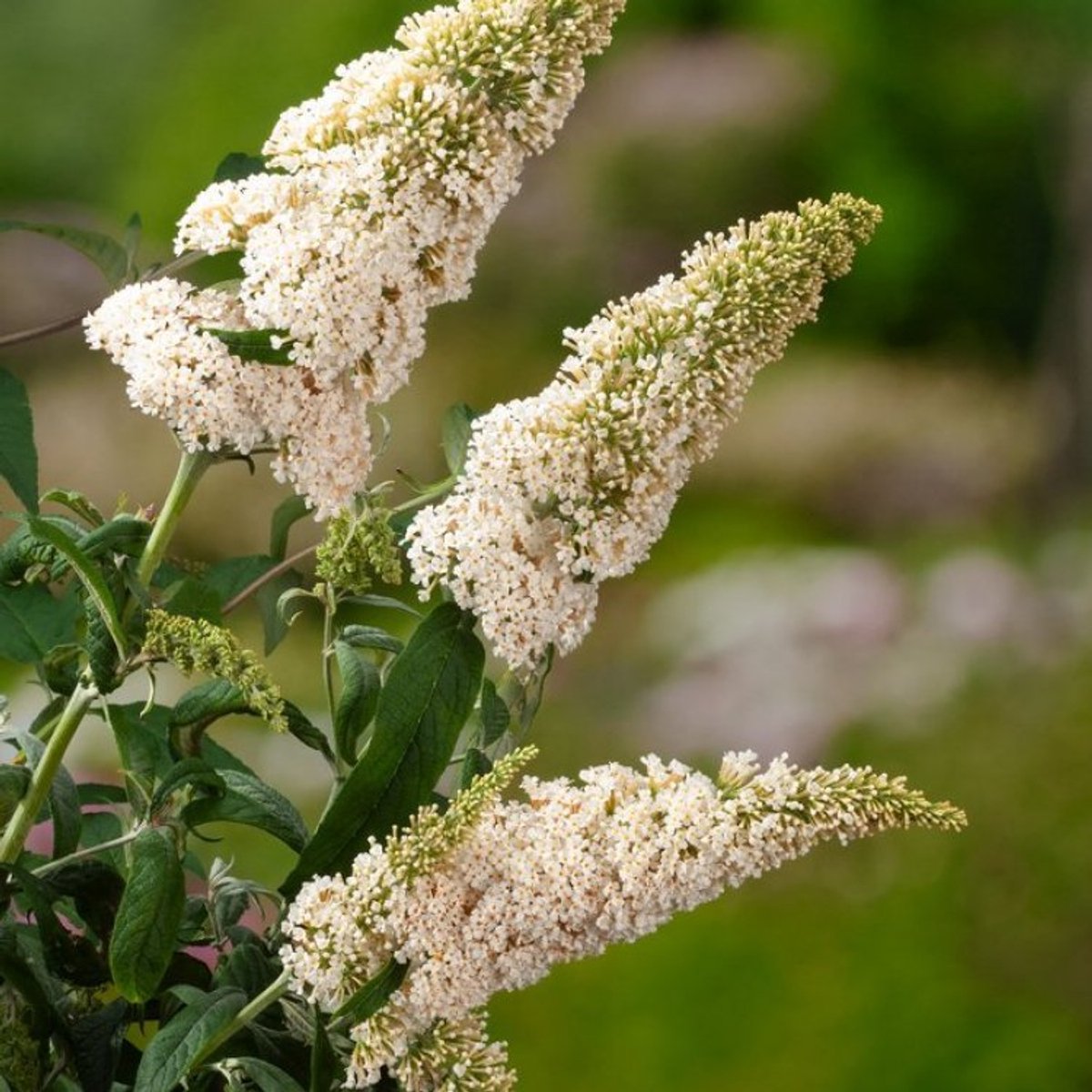 Plants Online BV - Planten - Tuinplanten - Heesters - Set van 1 - Butterfly Bush 'White Profusion'