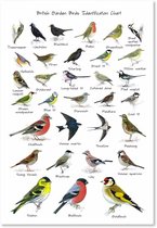 Wanddecoratie Canvas Poster met Tuinvogels - Educatieve Vogels Identificatie Grafiek