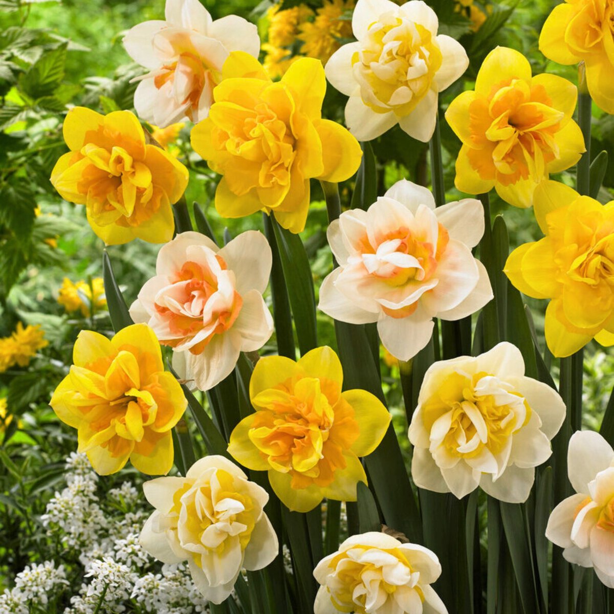 Narcis (Narcissus) - sen Dubbel Mix - sus - Snijbloemen - Voorjaarsbollen - bloeit in Maart / April / Mei