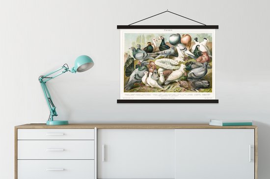 Affiche scolaire - Pigeons - Vintage - Dessin - 60x45 cm - Lattes noires