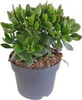 Crassula ovata – Jade plant – Geldboom – Ø12 cm – 15 cm – Makkelijke succulent – Weinig water nodig-Sterke vetplant kamerplant