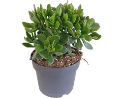Crassula ovata