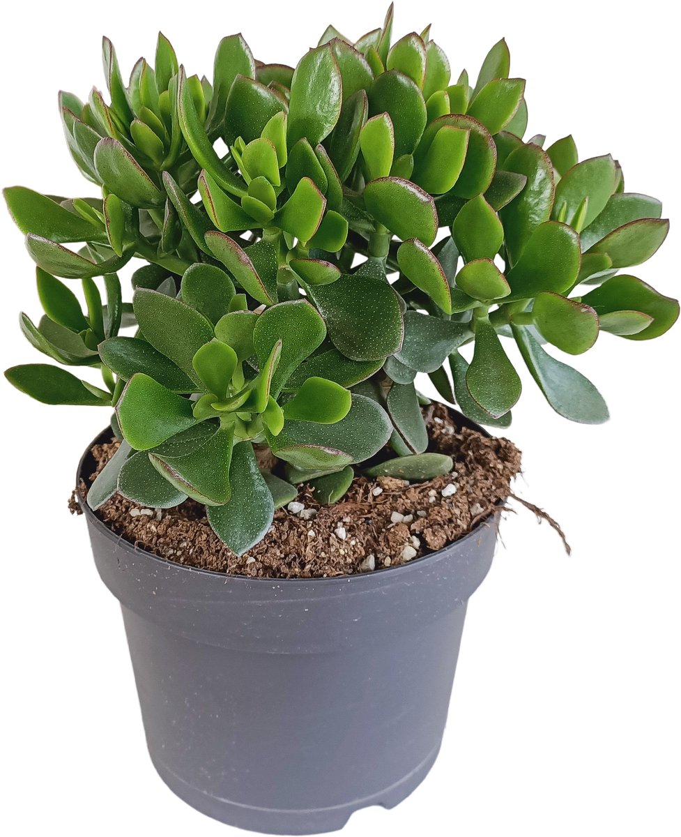 Jade plant kopen