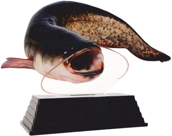 Zwarte meerval trofee met gevlekte bruine zijkanten, open bek, op een zwarte standaard.