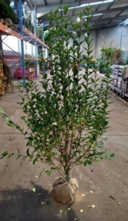 ficus lyrata plant Artificial Ficus Lyrata Plant 120 cm main image 1