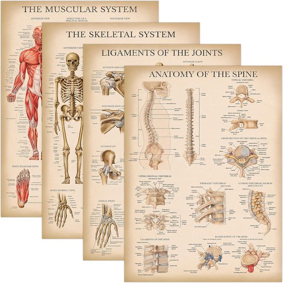 16 Pack - Anatomische Posters - Gelamineerd - Spier, Skelet