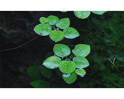 Zuid-Amerikaanse Waterplant Limnobium Laevigatum - Onderhoudsvriendelijke Zwemplant voor Aquaria