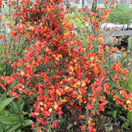 2 x Cytisus 'Lena' - Genêt à balais | Orange - Vivace rustique | Plante de jardin - 2 pots de 1,5 litre
