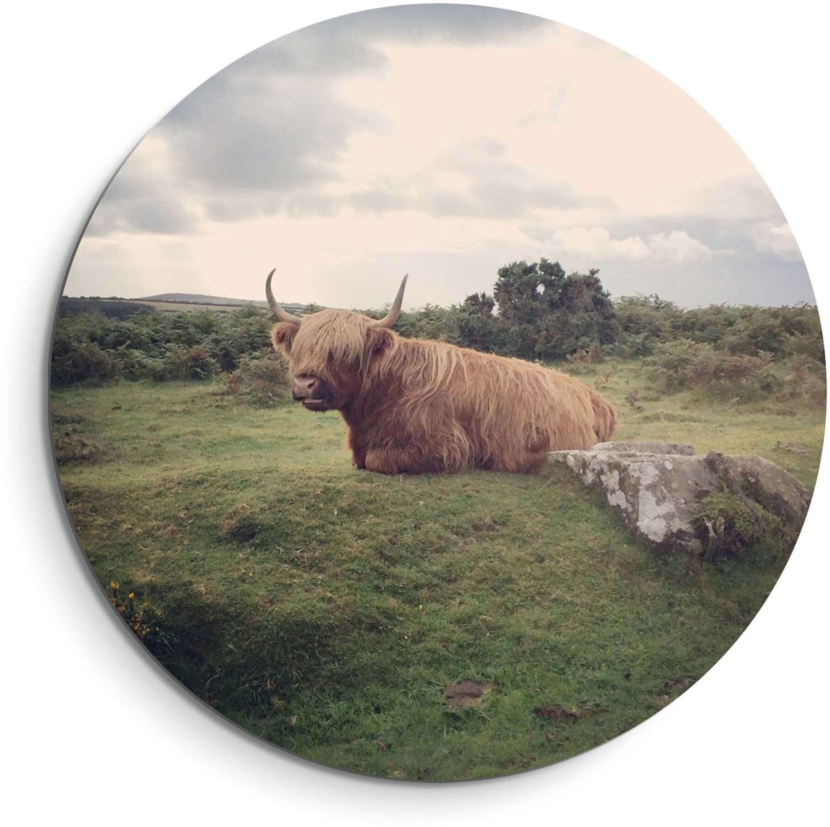 KitchenArt Rustige Hooglander in de natuur – Muurcirkel Binnen - ø 40 cm - Wandcirkel - Mét Ophangsysteem - Wanddecoratie - Muurdecoratie Animal, Bruin, Groen, Beige, Blauw, Grijs