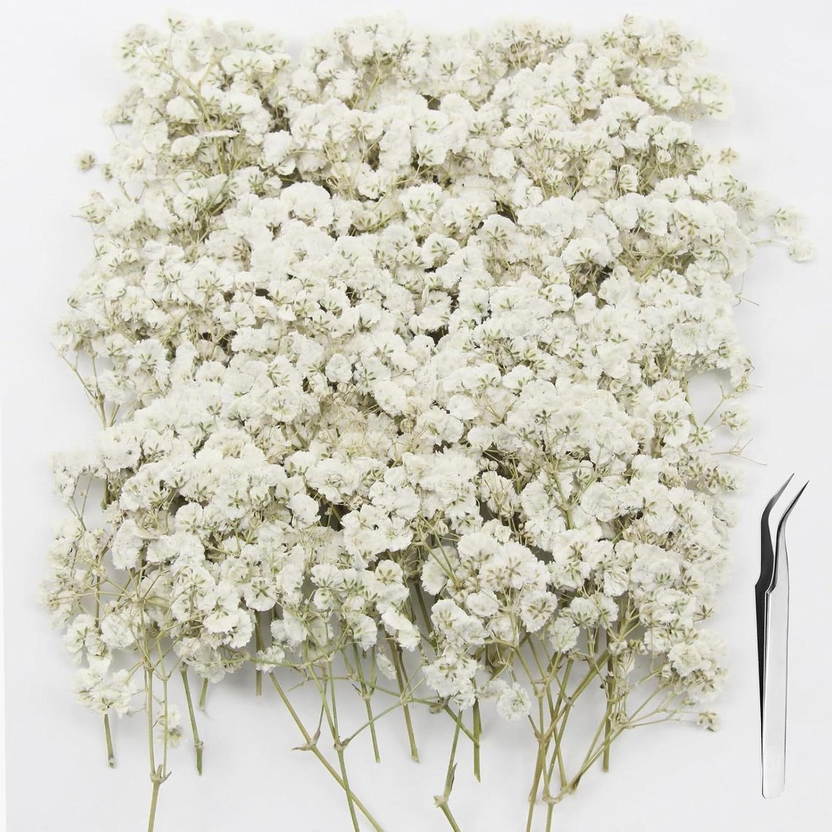 Cosensi - Dried Flowers - DIY Decoratie - Handwerk Benodigdheden