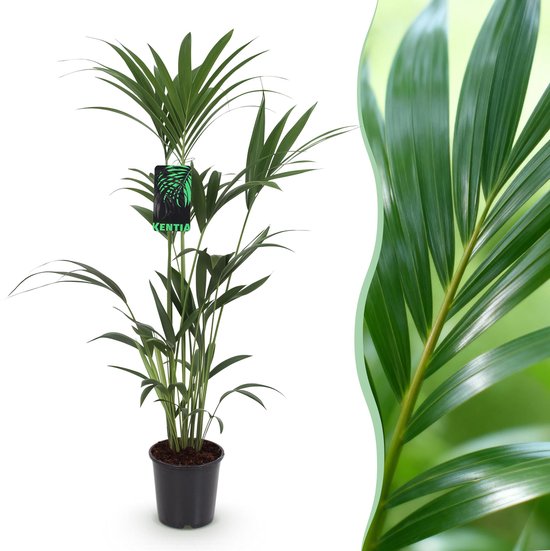 Plantenboetiek.nl | Howea Forsteriana - Kentia Palm - Weinig Onderhoud - Groen - Ø21cm - 120-130cm hoog - Kamerplant - Groenblijvend