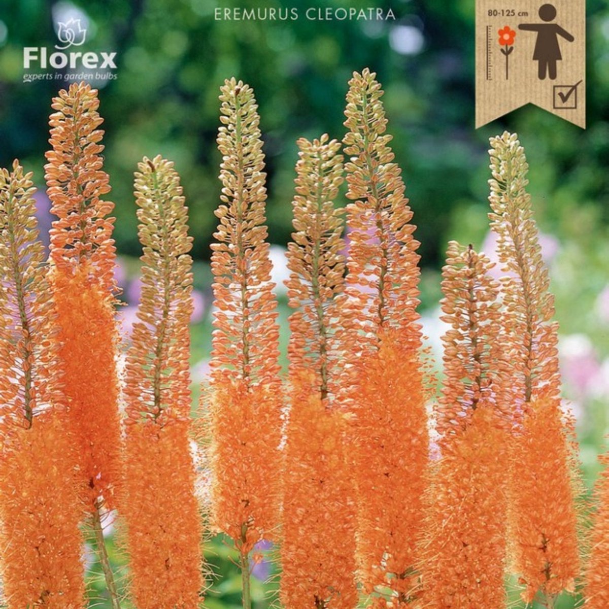 Woestijnkaars (Eremerus × isabellinus) - Eremurus Cleopatra Naald van Cleopatra - Bijen-Vlinders - Snijbloemen - Vaste planten - Voorjaarsbollen