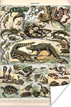 Poster Dieren - Natuur - Reptielen - 80x120 cm