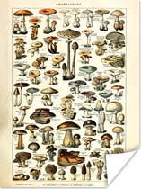 Posters Vintage - Natuur - Paddenstoelen - Adolphe Millot - Kamer decoratie aesthetic - Muurposter - Aesthetic poster - 60x80 cm