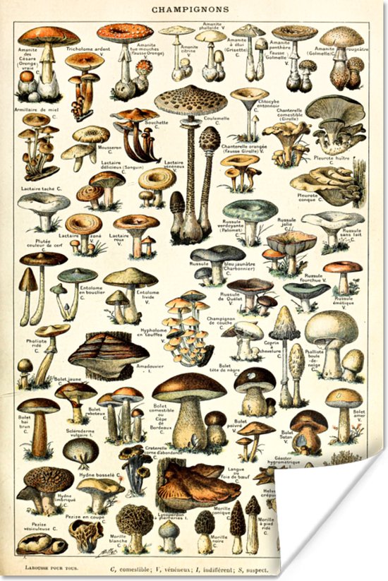 Foto: Posters vintage natuur paddenstoelen adolphe millot kamer decoratie aesthetic muurposter aesthetic poster 20x30 cm