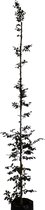 Rode Beuk - Fagus sylvatica Atropunicea | Omtrek: 14-18 cm | Hoogte: 350 cm