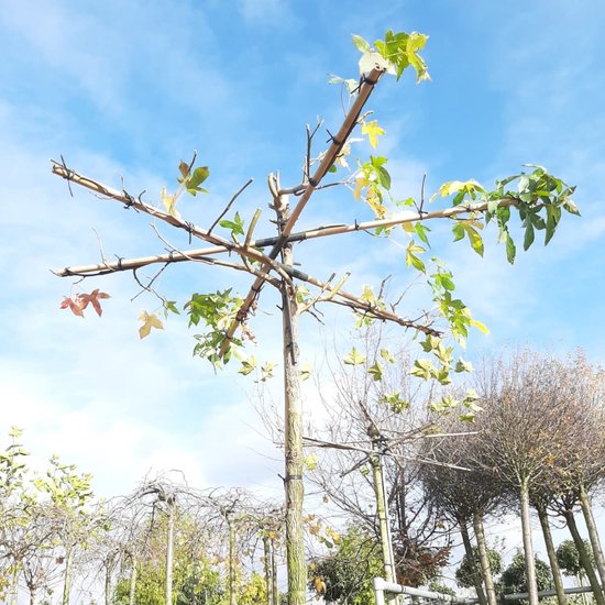 Foto: Dakamberboom liquidambar styraciflua kruisdak omtrek 10 14 cm hoogte 250 cm