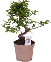 Bonsai van Botanicly – Bonsai – Hoogte: 20 cm – Bonsai