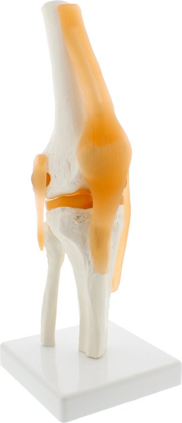 Anatomisch model van de Knie met ligamenten - ware grootte - anatomie knie skelet