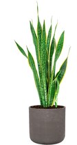 Sansevieria Laurentii in Rugged Charlie chocolate | Vrouwentong