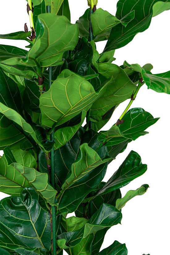 Ficus Lyrata Lonline kopen? | Top kwaliteit