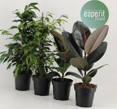 Kamerplanten van Botanicly – 4 × verschillende berkenvijgen – Hoogte: 35 cm – Ficus mix