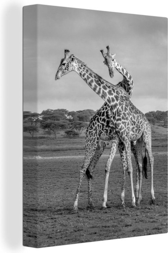 Canvas Schilderij Spelende giraffes - zwart wit - 90x120 cm - Wanddecoratie