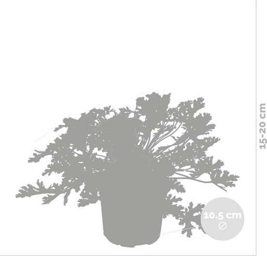 3x Pelargonium Graveolens – Citroengeranium – Anti-muggen - Geurend - ⌀10,5 cm - 15-20 cm - Bloomique