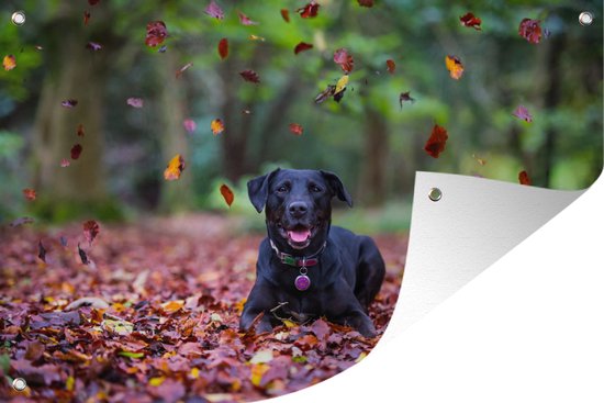 Zwarte Labrador Retriever die tussen herfstbladeren ligt