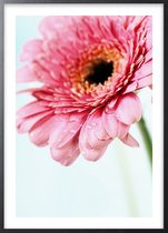 Poster Met Zwarte Lijst - Daisy Gerbera Flower Poster