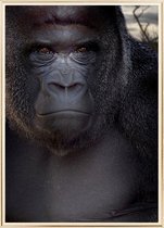 Poster Met Metaal Gouden Lijst - Zilverrug Gorilla Poster