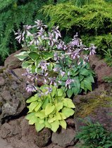 18x Hartlelie 'Hosta gemengd'  - BULBi® bloembollen en planten met bloeigarantie