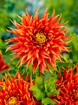 12x Dahlia 'Show 'n tell' - BULBi® Bloembollen met bloeigarantie